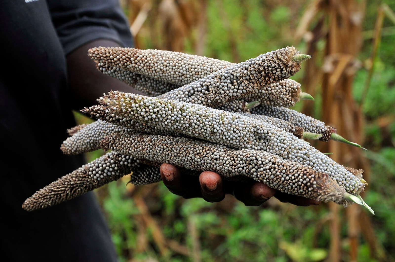 A farmer's hands holding freshly cut heads of pearl millet in a field