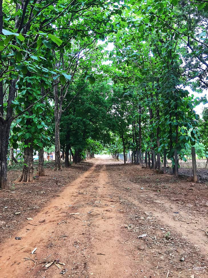A dirt road lined with tall trees